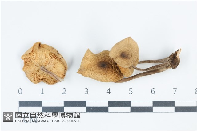 登錄號:F0039355藏品圖，第1張