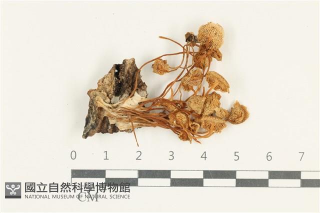 登錄號:F0038245藏品圖，第1張