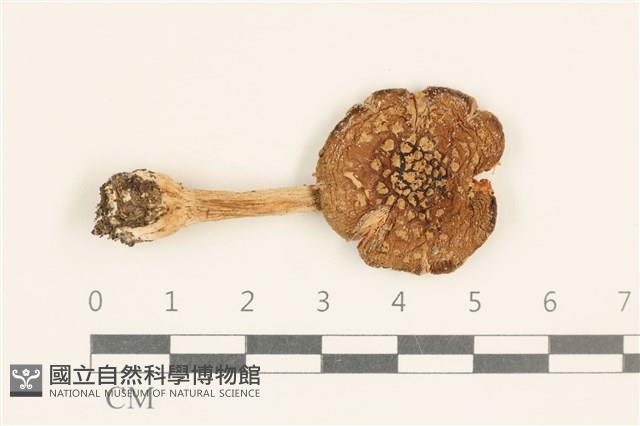 鵝膏屬藏品圖，第1張