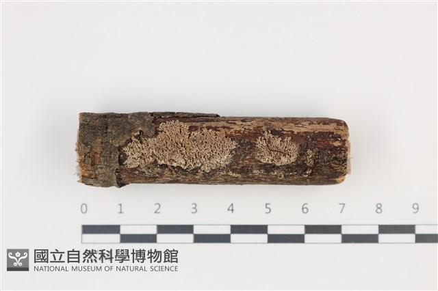 附毛菌屬藏品圖，第1張