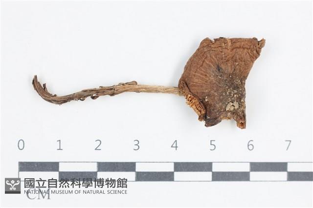 登錄號:F0038845藏品圖，第1張