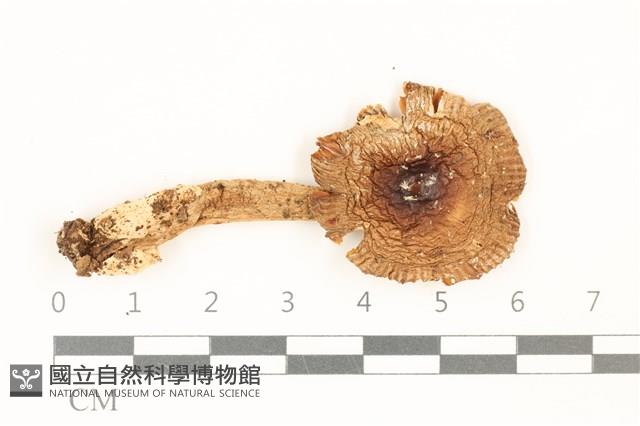 館號:F0036845藏品圖，第1張