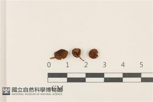 小菇屬藏品圖，第1張