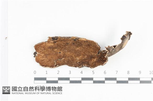 登錄號:F0033845藏品圖，第1張