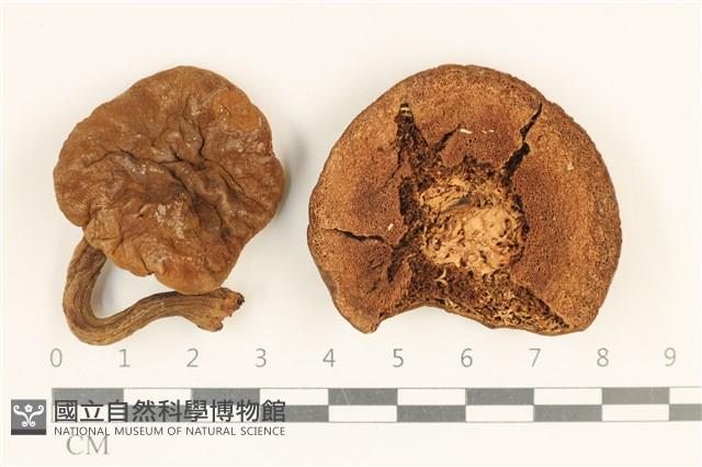 登錄號:F0036945藏品圖，第1張