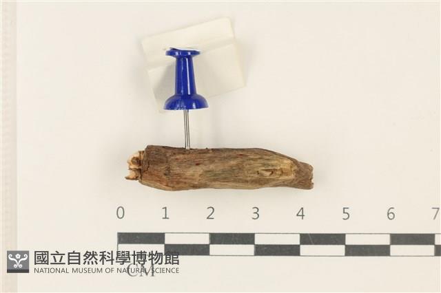 登錄號:F0037945藏品圖，第1張