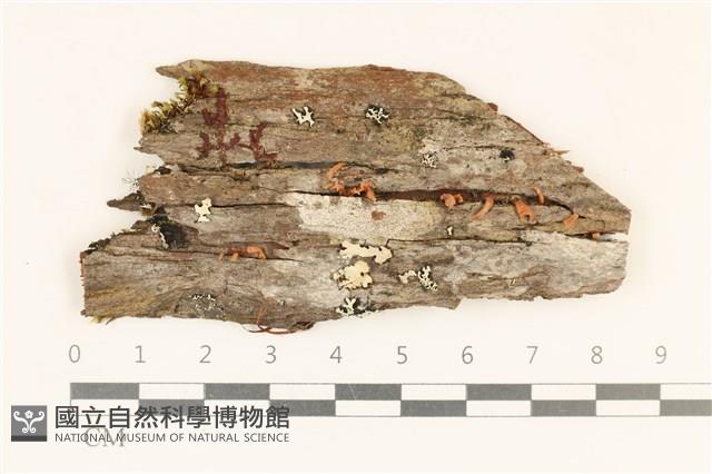 登錄號:F0028645藏品圖，第1張