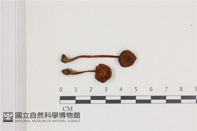 登錄號:F0036645藏品圖，第1張