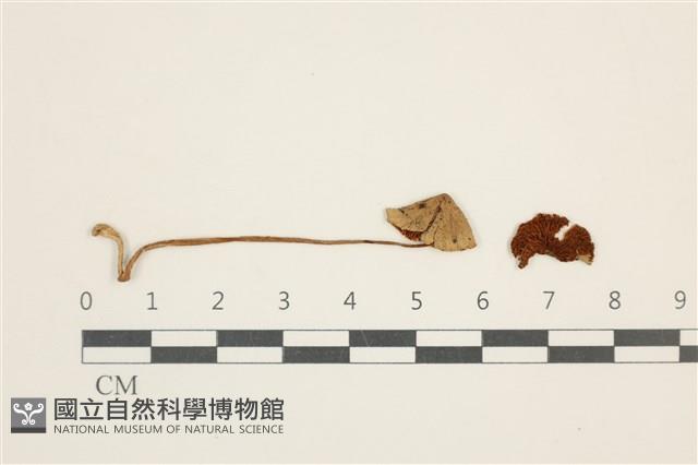 登錄號:F0037645藏品圖，第1張