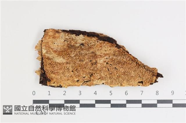 登錄號:F0035645藏品圖，第1張