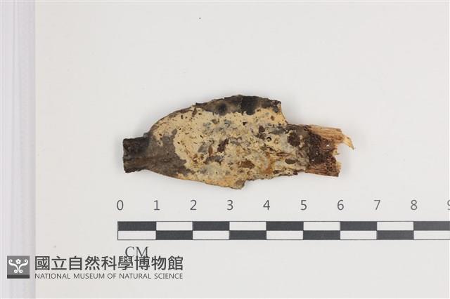 登錄號:F0035445藏品圖，第1張