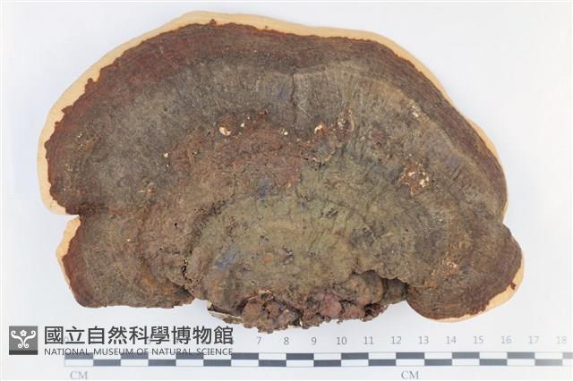 登錄號:F0038745藏品圖，第1張