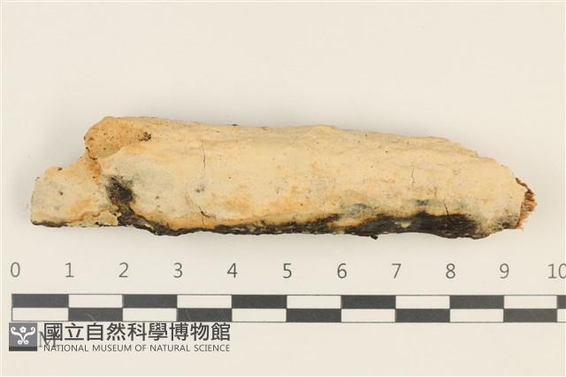 登錄號:F0036745藏品圖，第1張