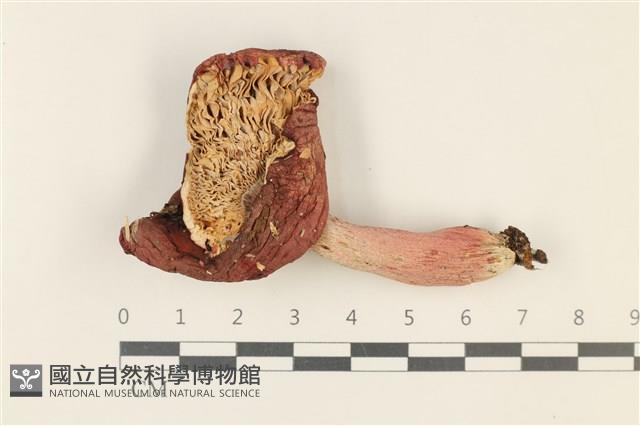 登錄號:F0037745藏品圖，第1張