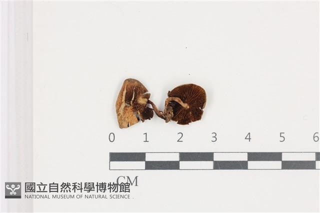 登錄號:F0036545藏品圖，第1張