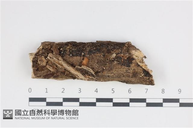 Accession Number:F0007545 Collection Image, Figure 1, Total 4 Figures