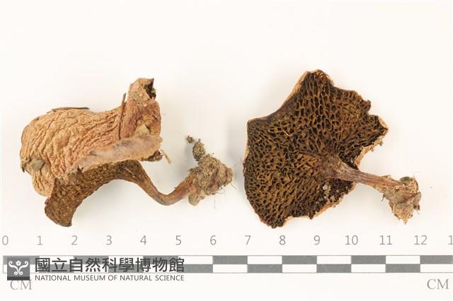 登錄號:F0037545藏品圖，第1張