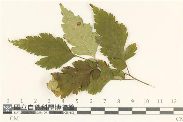 登錄號:F0038145藏品圖，第1張