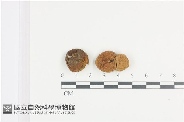 登錄號:F0036145藏品圖，第1張