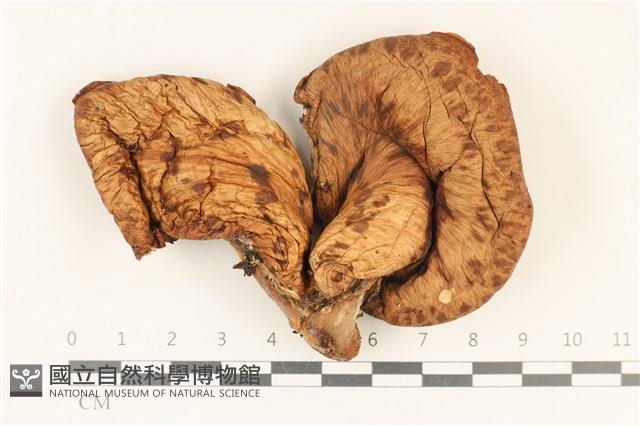 寬鱗多孔菌藏品圖，第1張