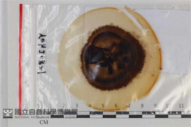 登錄號:F0035145藏品圖，第1張