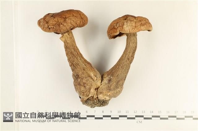 登錄號:F0038045藏品圖，第1張