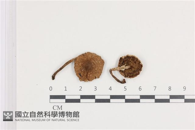 登錄號:F0036045藏品圖，第1張