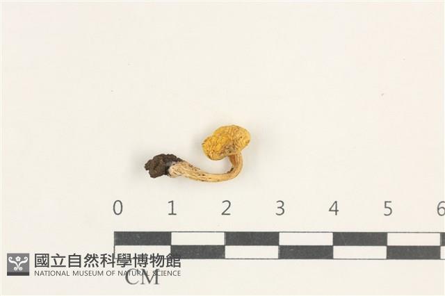 濕傘屬藏品圖，第1張