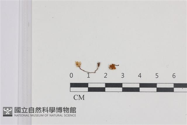 登錄號:F0036345藏品圖，第1張