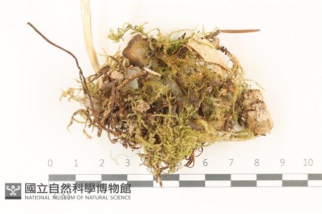 登錄號:F0037345藏品圖，第1張