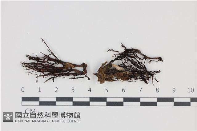 登錄號:F0035345藏品圖，第1張