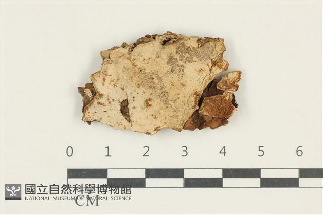 登錄號:F0038295藏品圖，第1張