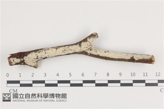 登錄號:F0036295藏品圖，第1張