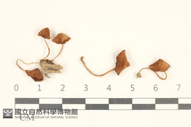 館號:F0037295藏品圖，第1張