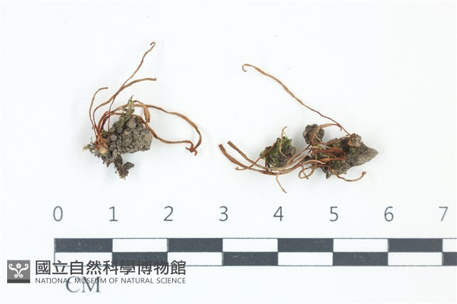 登錄號:F0039295藏品圖，第1張