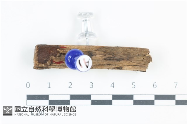 登錄號:F0038895藏品圖，第1張