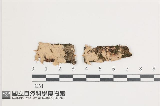 登錄號:F0035995藏品圖，第1張