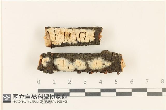 登錄號:F0029995藏品圖，第1張