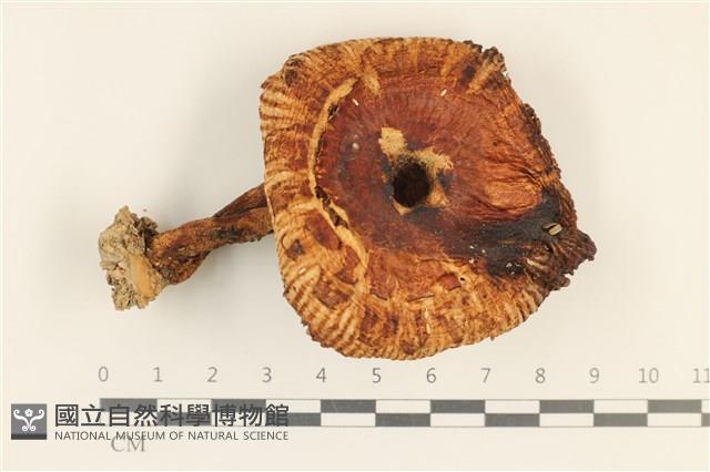 登錄號:F0028695藏品圖，第1張