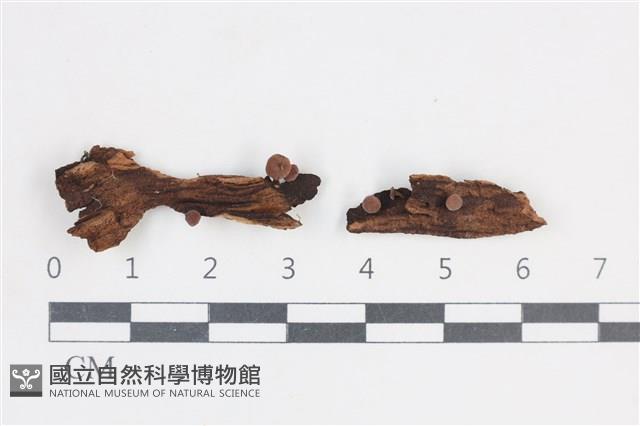 登錄號:F0038695藏品圖，第1張