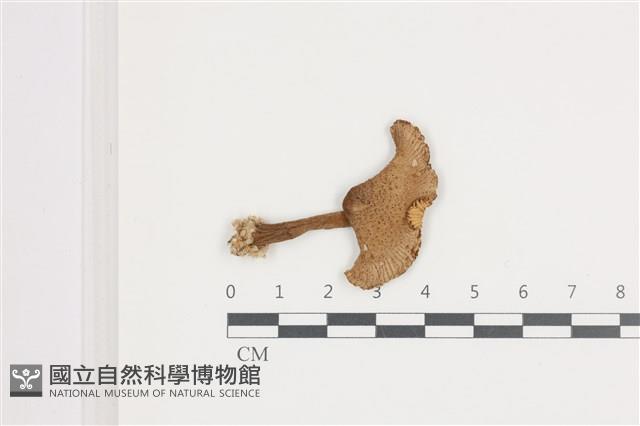 登錄號:F0036695藏品圖，第1張
