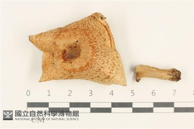 館號:F0037695藏品圖，第1張