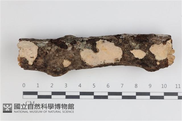 登錄號:F0035695藏品圖，第1張