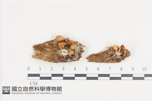 濕傘屬藏品圖，第1張