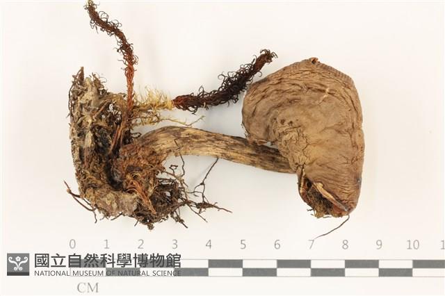 鵝膏屬藏品圖，第1張