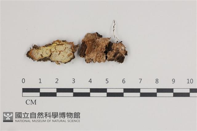 登錄號:F0035495藏品圖，第1張