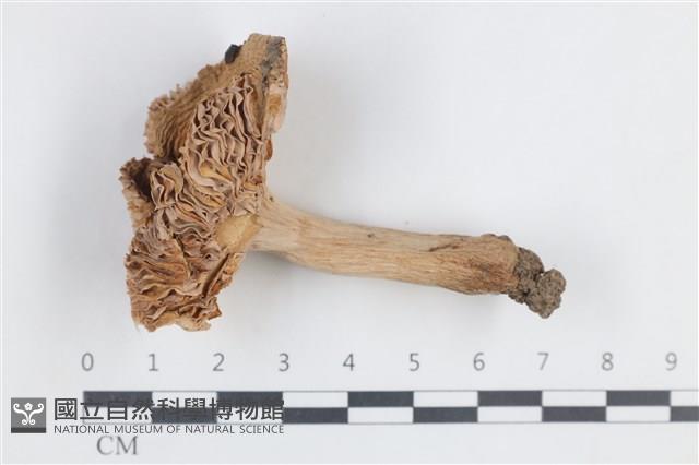 登錄號:F0038795藏品圖，第1張