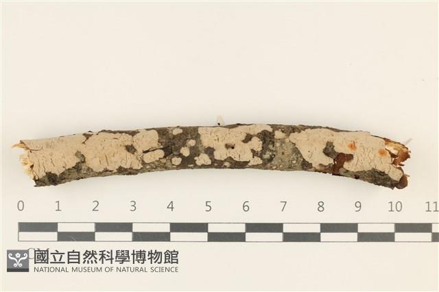 登錄號:F0036795藏品圖，第1張