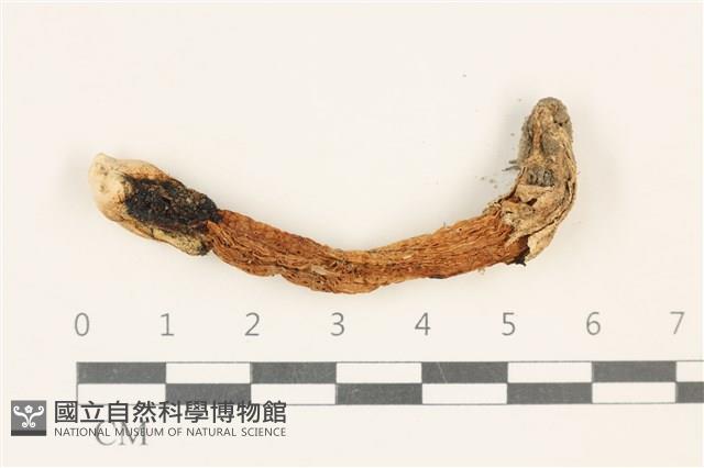 登錄號:F0037795藏品圖，第1張