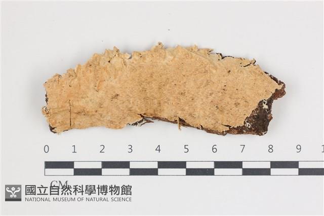 登錄號:F0035795藏品圖，第1張